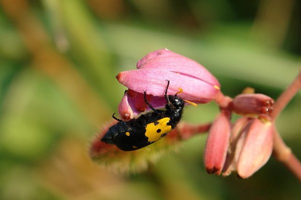 Quelles sont les causes et conséquences des nids de guêpes ?